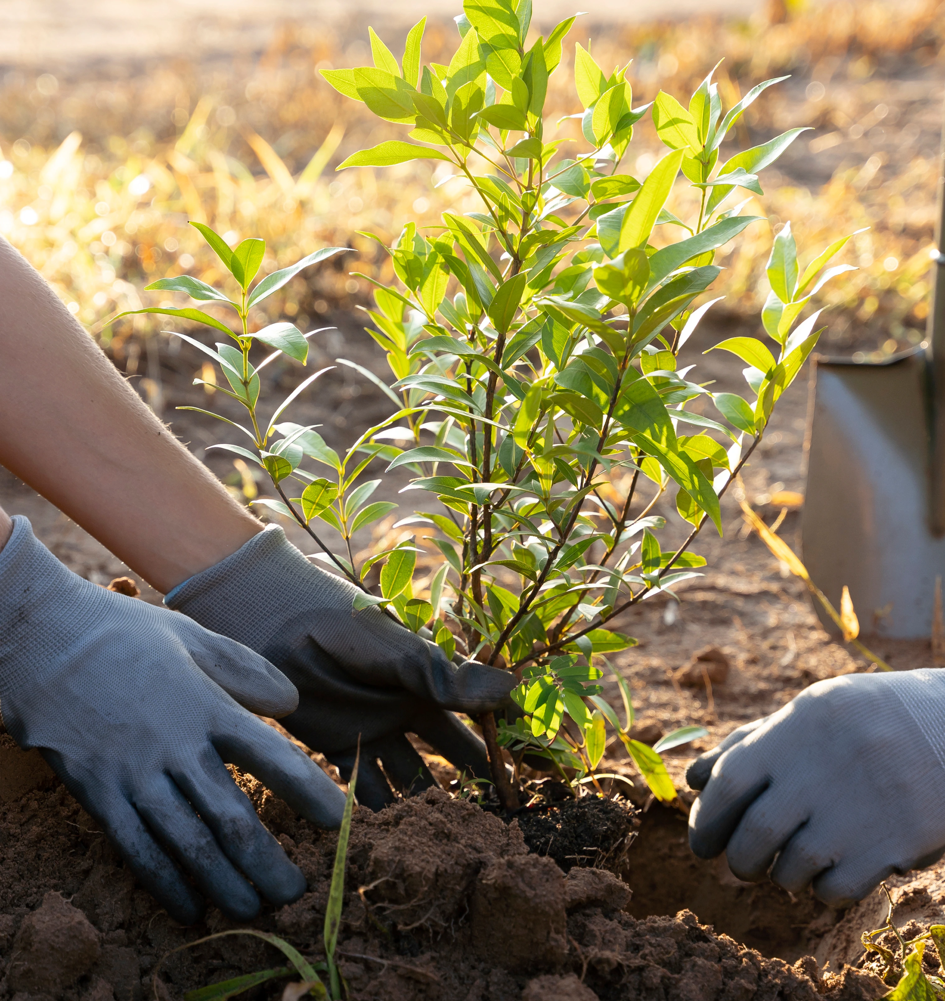 tree-planting